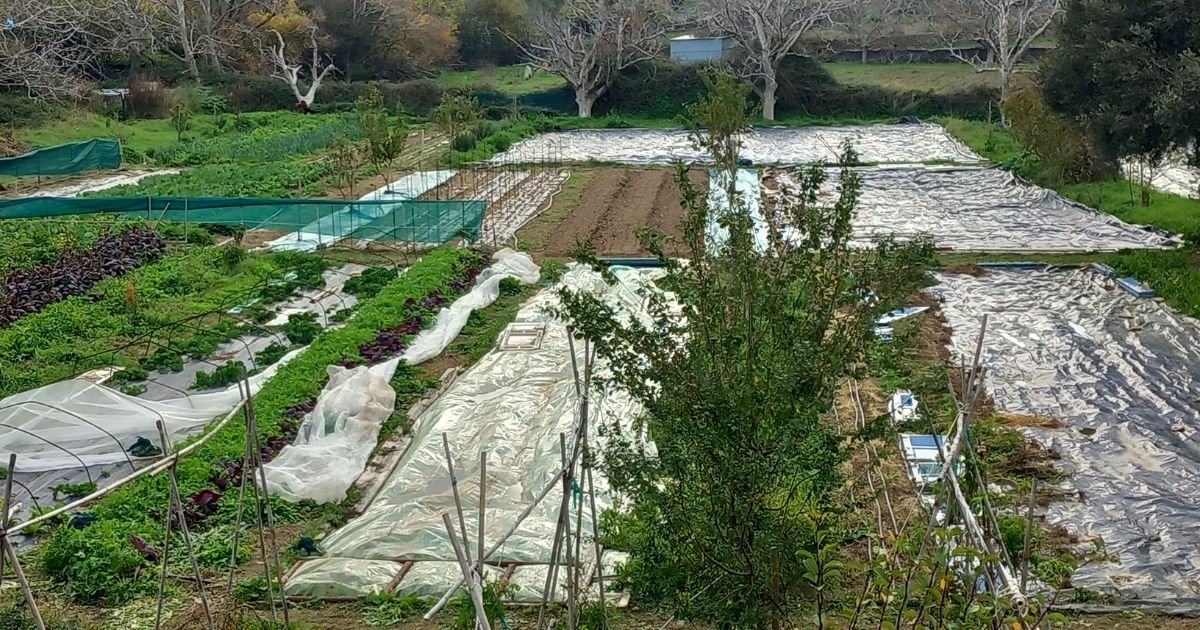 Βιολογικός λαχανόκηπος στη Livada Farm στην Άνδρο με καλλιέργειες σε σειρές